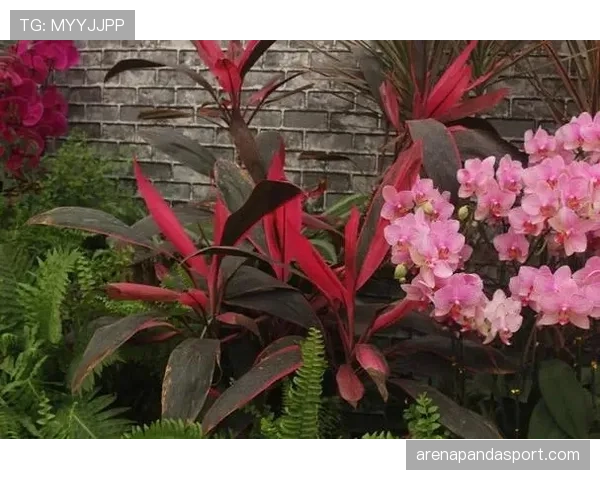 L组最具观赏性的比赛推荐